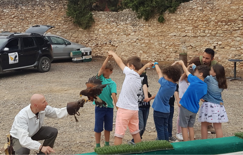 Niños interactuando con un halcón de Harris durante una actividad de educación ambiental con cetrería